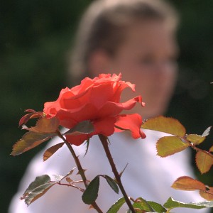 Rózsaünnep